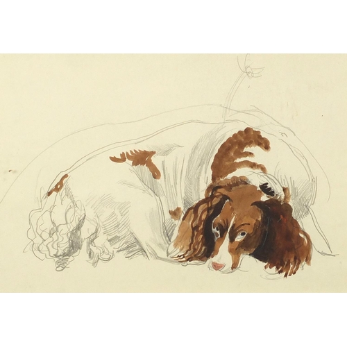 1528 - Dorothy Josephine Coke - Sketch of a spaniel, pencil and watercolour, label verso, mounted and frame... 