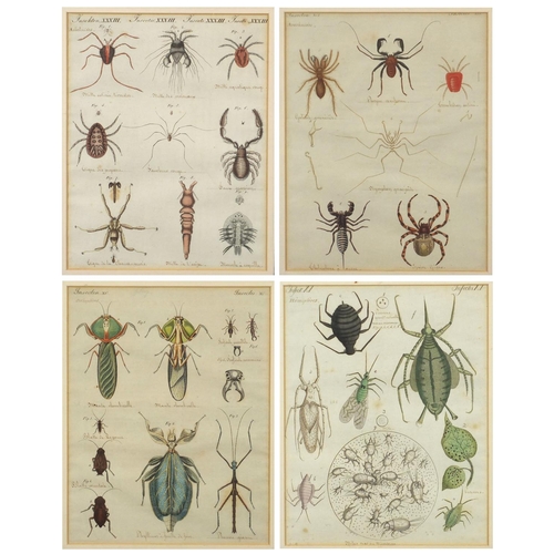 1687 - Four early 19th century hand coloured and inscribed insect book plates, labels and inscriptions vers... 