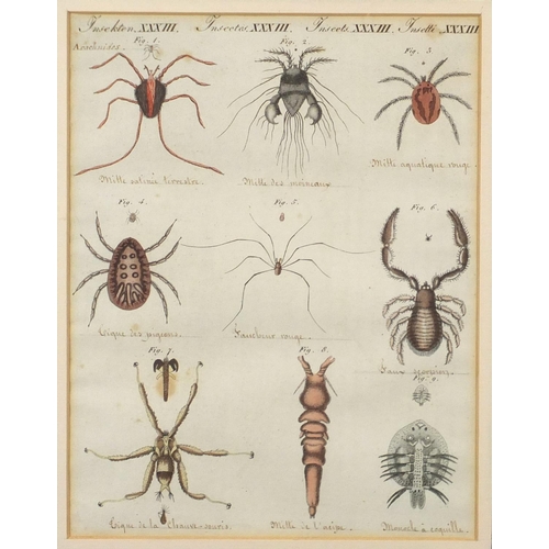 1687 - Four early 19th century hand coloured and inscribed insect book plates, labels and inscriptions vers... 