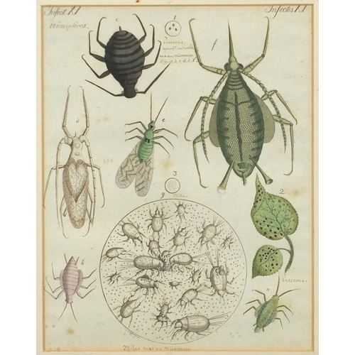 1687 - Four early 19th century hand coloured and inscribed insect book plates, labels and inscriptions vers... 