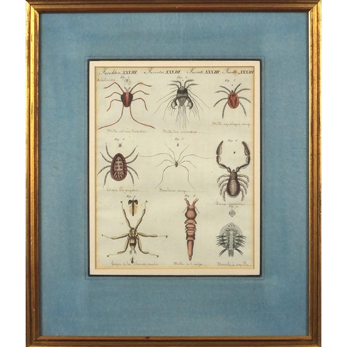 1687 - Four early 19th century hand coloured and inscribed insect book plates, labels and inscriptions vers... 