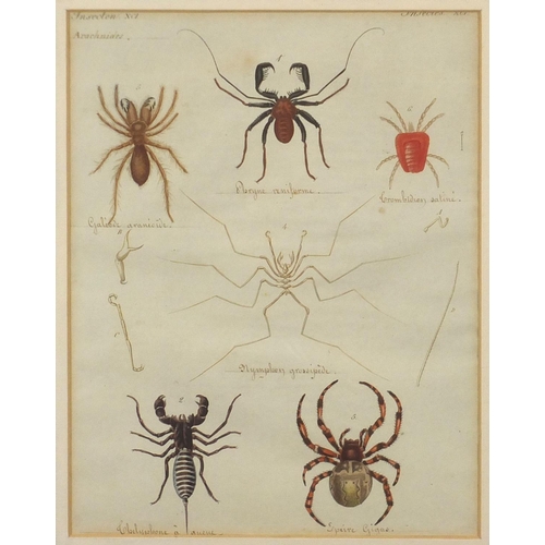 1687 - Four early 19th century hand coloured and inscribed insect book plates, labels and inscriptions vers... 