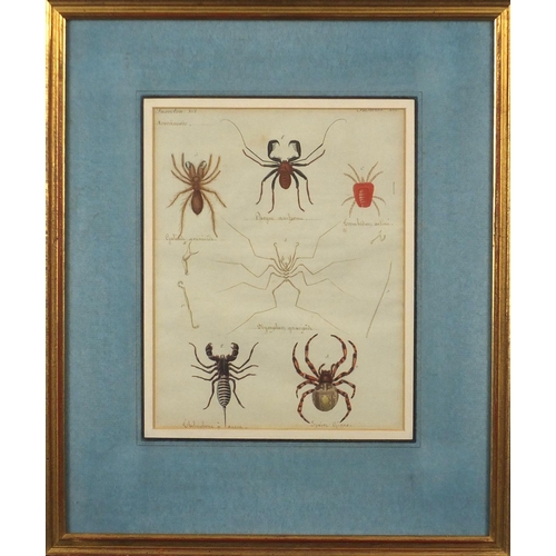 1687 - Four early 19th century hand coloured and inscribed insect book plates, labels and inscriptions vers... 