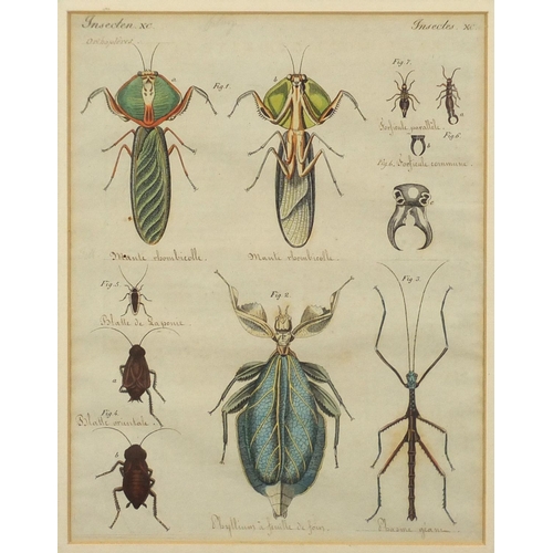 1687 - Four early 19th century hand coloured and inscribed insect book plates, labels and inscriptions vers... 