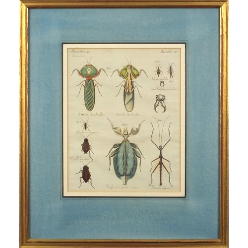 1687 - Four early 19th century hand coloured and inscribed insect book plates, labels and inscriptions vers... 