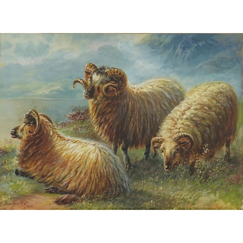 1619 - Albert Milton Drinkwater - Highland sheep, watercolour, labels verso, mounted and framed, 35cm x 24c... 