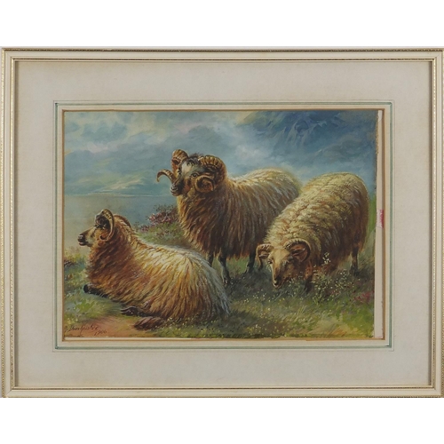 1619 - Albert Milton Drinkwater - Highland sheep, watercolour, labels verso, mounted and framed, 35cm x 24c... 