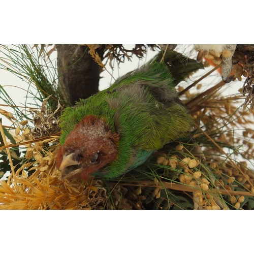 147 - Taxidermy African Grey parrot with T.E.Gunn label to the base, 36cm high