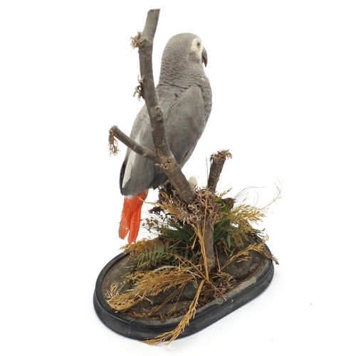 147 - Taxidermy African Grey parrot with T.E.Gunn label to the base, 36cm high