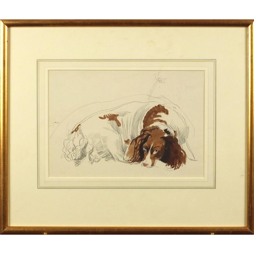 747 - Dorothy Josephine Coke - Sketch of a spaniel, pencil and watercolour, label verso, mounted and frame... 