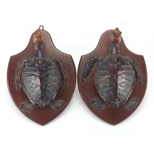 96 - Pair of taxidermy sea turtles on mahogany shield backs, each 29cm high