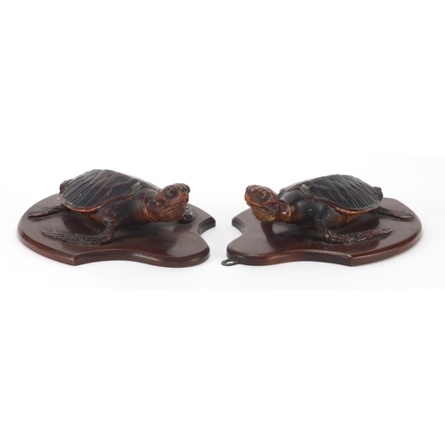 96 - Pair of taxidermy sea turtles on mahogany shield backs, each 29cm high