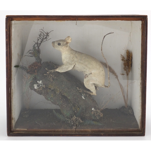 97 - Victorian glazed taxidermy display of a squirrel, 31cm H x 35cm W x 12.5cm D