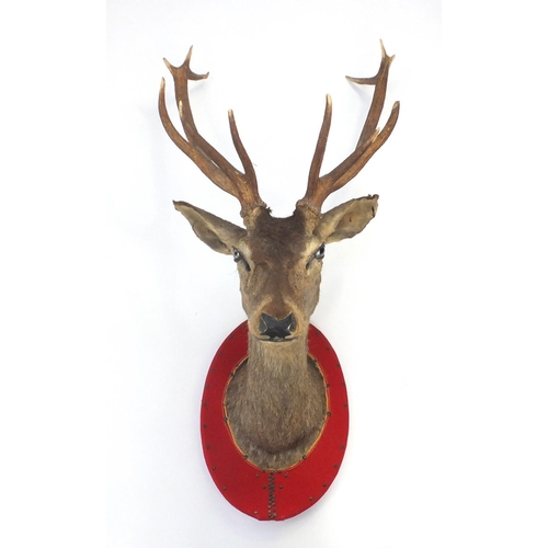 95 - Large taxidermy interest stags head with antlers, 123cm high