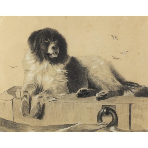 1309 - After Sir Edward Landseer - Portrait of a Newfoundland, pencil and chalk, mounted and framed, 44.5cm... 