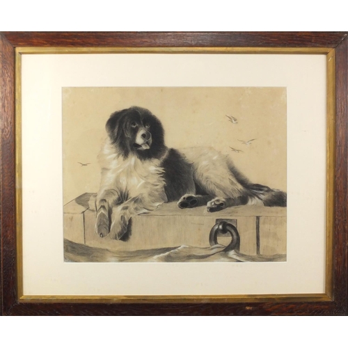 1309 - After Sir Edward Landseer - Portrait of a Newfoundland, pencil and chalk, mounted and framed, 44.5cm... 