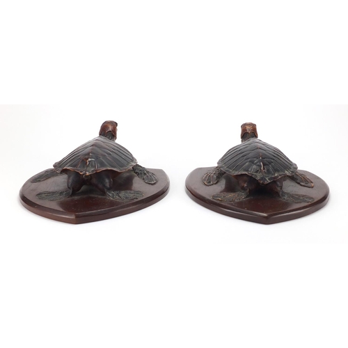 96 - Pair of taxidermy sea turtles on mahogany shield backs, each 29cm high