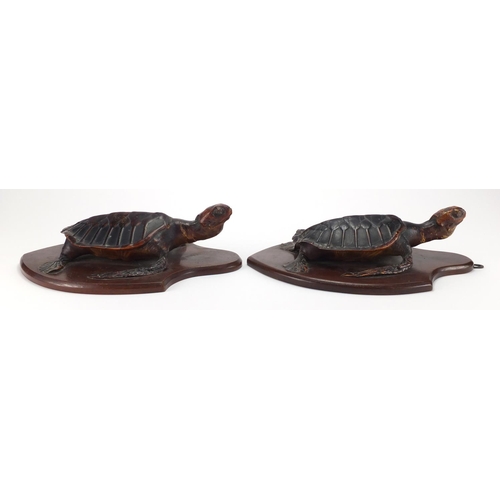 96 - Pair of taxidermy sea turtles on mahogany shield backs, each 29cm high