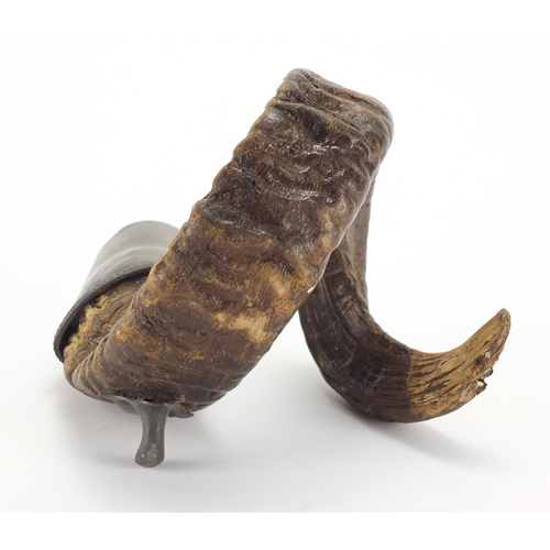 65 - Horn table snuff mule with pewter mounts, 21cm high