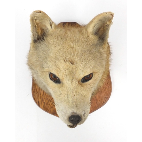23 - Taxidermy fox head, with oak shield plinth