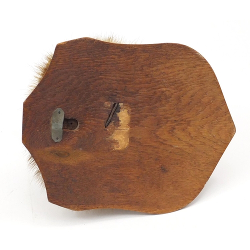 23 - Taxidermy fox head, with oak shield plinth