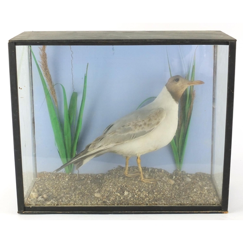 44 - Taxidermy gull in and ebonised wood display case, 36cm H x 43cm W x 18cm D