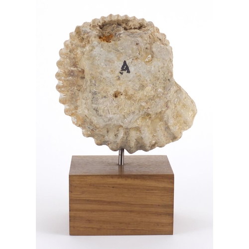 169 - Jurassic period ammonite, Atlas Mts Morocco, raised on a polished oak block base, overall 31.5cm hig... 