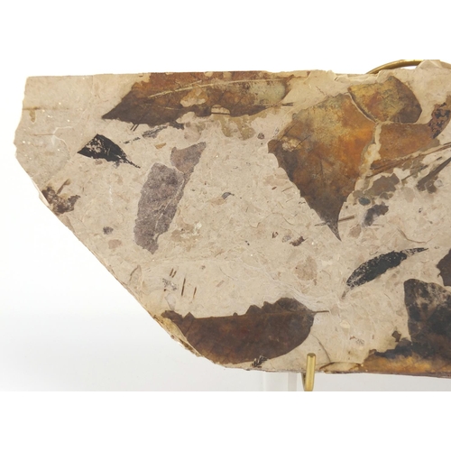 171 - Australian fossilised leaf plaque, Glossiopteris, on brass and Perspex stand, the plaque 20.5cm high... 