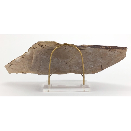171 - Australian fossilised leaf plaque, Glossiopteris, on brass and Perspex stand, the plaque 20.5cm high... 