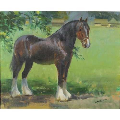 1283 - Frank Wootton - Study of a shire horse, oil on canvas, inscribed verso, mounted and framed, 30cm x 2... 