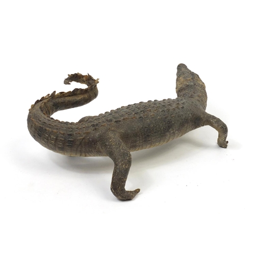 109 - Taxidermy baby alligator, 54cm in length