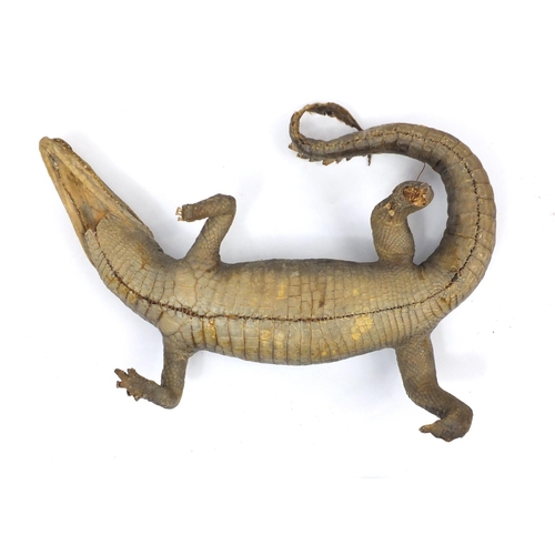 109 - Taxidermy baby alligator, 54cm in length