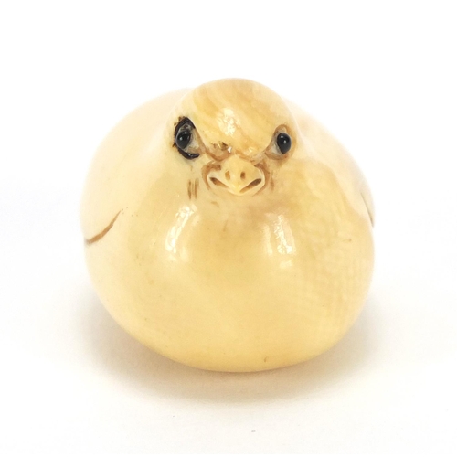 415 - Japanese carved ivory netsuke of a chick, character marks to the base, 4.5cm in length
