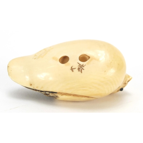 415 - Japanese carved ivory netsuke of a chick, character marks to the base, 4.5cm in length