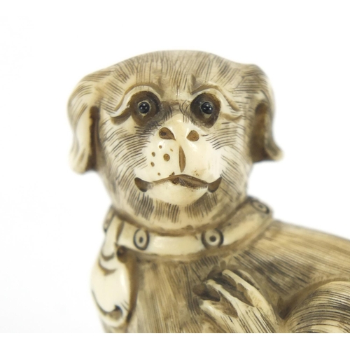 419 - Japanese carved ivory netsuke of a dog, character marks to the base, 4.2cm high