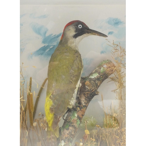 69 - Victorian Taxidermy glazed display of a woodpecker, 38cm H x 32.5cm W x 16cm D