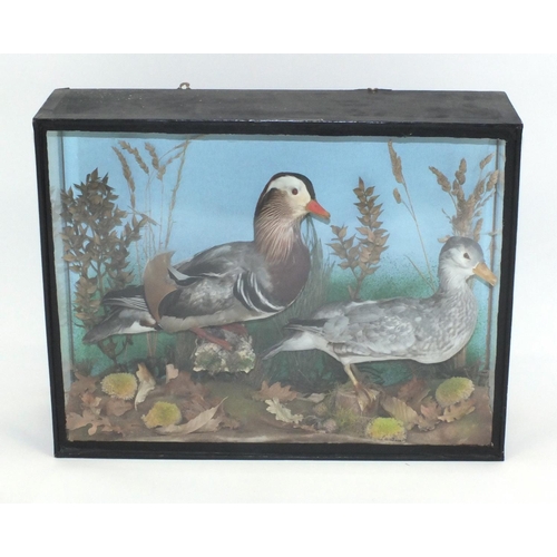 68 - Glazed taxidermy display of two Mandarin ducks, 47cm H x 61cm W x 17.5cm D