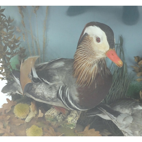 68 - Glazed taxidermy display of two Mandarin ducks, 47cm H x 61cm W x 17.5cm D
