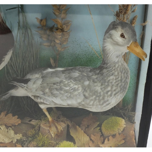 68 - Glazed taxidermy display of two Mandarin ducks, 47cm H x 61cm W x 17.5cm D