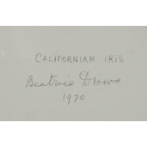 993 - Beatrice Drewe - Californian Iris, watercolour, two Moorland Gallery labels and inscribed Tryon Gall... 
