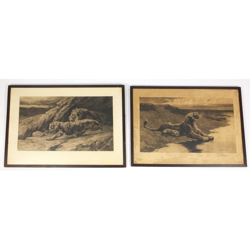 98 - Pair of black and white engravings of lions, titled 'Maternal Cave' and 'Raiders', framed, each 80cm... 