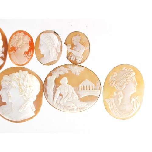 778 - Eight cameo panels, the largest 4cm in length, approximate weight 38.0g