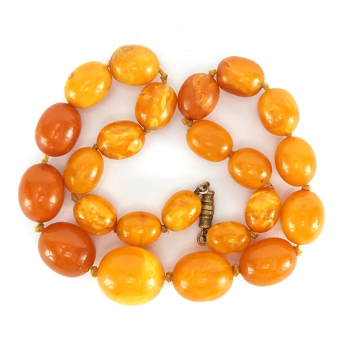 805 - Butterscotch amber coloured graduated bead necklace, 40cm in length, approximate weight 39.6g