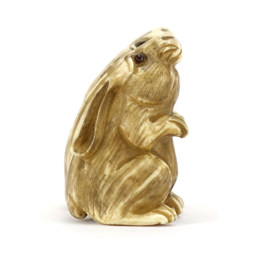435 - Japanese carved ivory netsuke of a two rabbits, character marks to the base, 3.7cm high