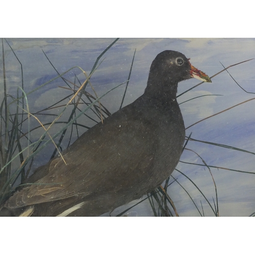 70 - Taxidermy glazed display of four moorhens, 49cm H x 62.5cm W x 27cm D