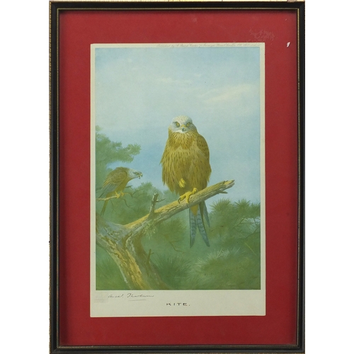 2200 - Archibald Thorburn - Kite, pencil signed print with embossed stamp, mounted and framed, 29cm x 18cm