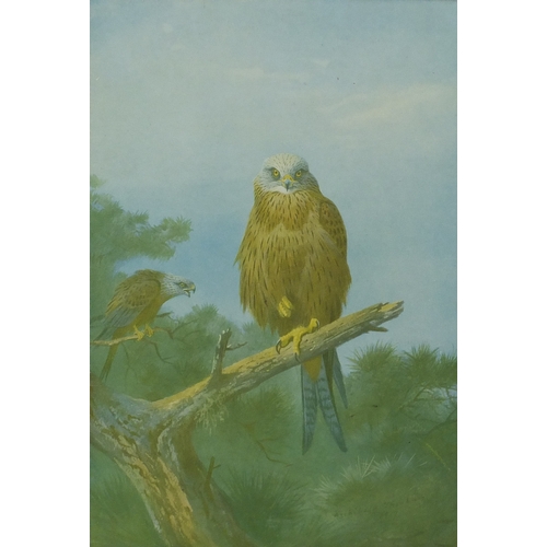 77 - Archibald Thorburn - Kite, pencil signed print with embossed stamp, mounted and framed, 29cm x 18cm