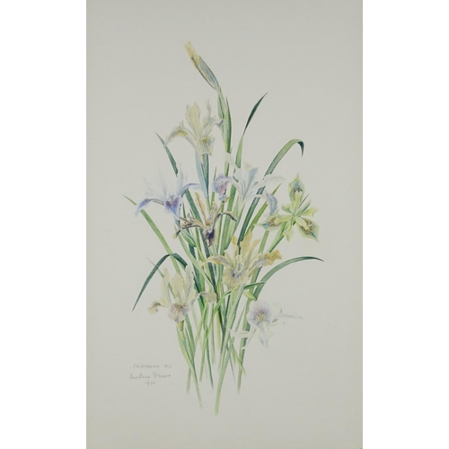 2164 - Beatrice Drewe - Californian Iris, watercolour, two Moorland Gallery labels and inscribed Tryon Gall... 