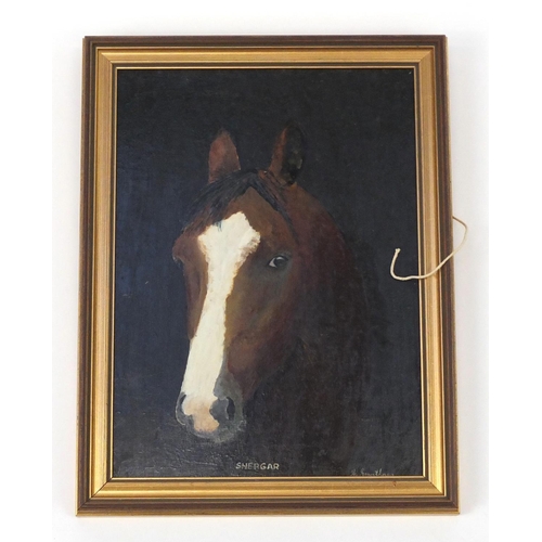 132 - G Grantham - Portrait of a horse, Shergar, oil on board, 35cm x 25.5cm