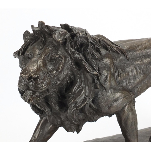 2170 - Large patinated bronze study of a lion, raised on a rectangular black marble base, 43cm wide